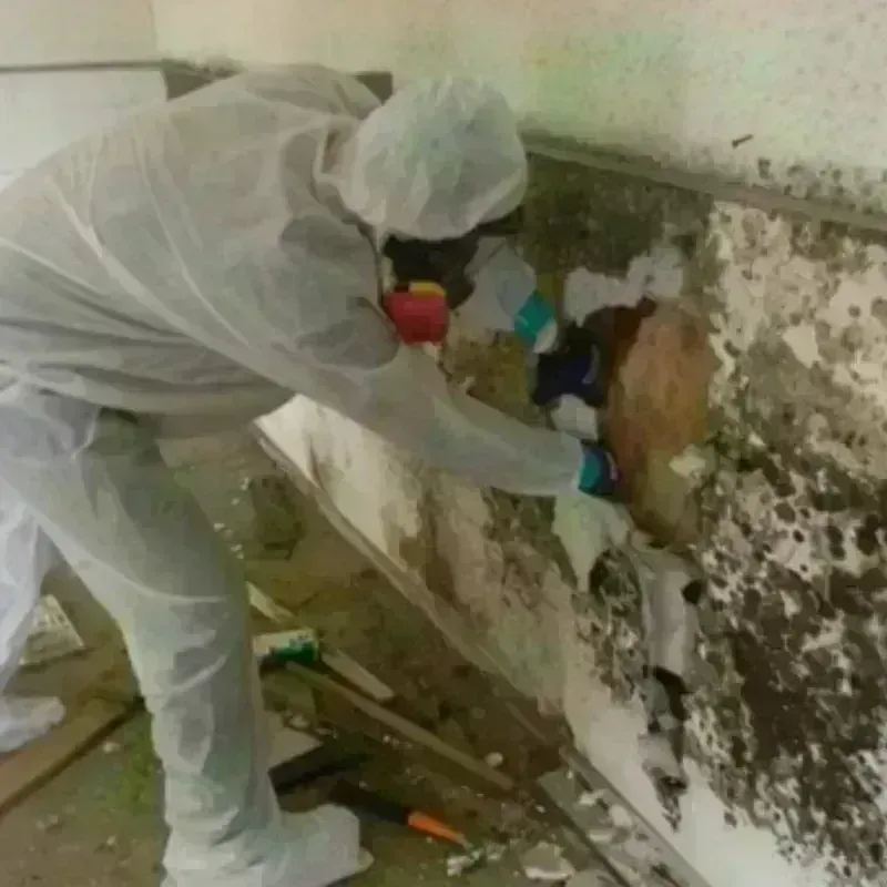 Mold Remediation and Removal in Chimayo, NM